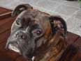 photo du chien Boxer Armani